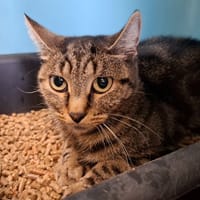 NELLY, chatte à adopter