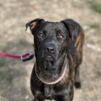 ROXY, chien à adopter
