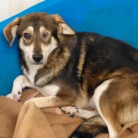 SALSA, chienne à adopter
