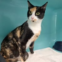CLOCHETTE, chatte à adopter