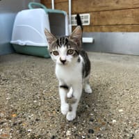 Brindille, chatte à adopter