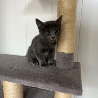 Kahlo, chat à adopter