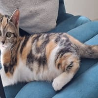 IDA, chatte à adopter