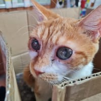 Naya (A TROUVE SA FAMILLE), chatte à adopter