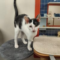 SHAYANMEHR PAB30086, chat à adopter