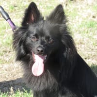 ALF, chien à adopter