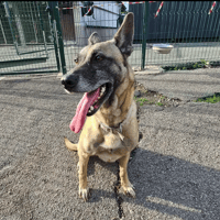 NASKA, chienne à adopter