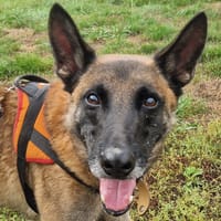 JAVERT, chien à adopter