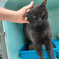 AKKA PAB30064 (duo avec FREYA), chat à adopter
