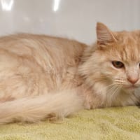O'MALLEY, chat à adopter