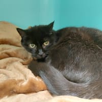 HERINE PAB30068, chatte à adopter