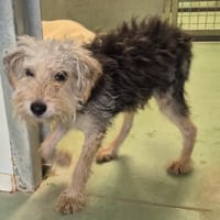 PAQUITO, chien à adopter