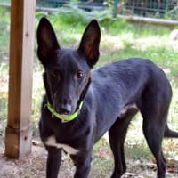 OZZI, chien à adopter