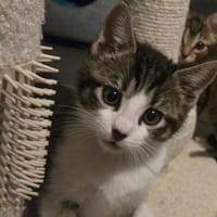 STANLEY, chat à adopter