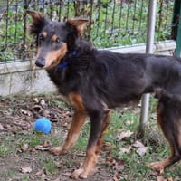 OLAF, chien à adopter