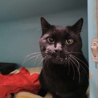 Chaton, chat à adopter