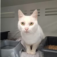 FLOCON, chat à adopter