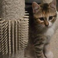 ROSSA, chatte à adopter