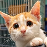 Melon, chat à adopter