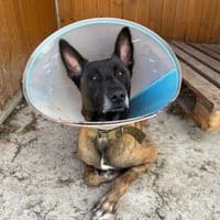 Sango, chien à adopter