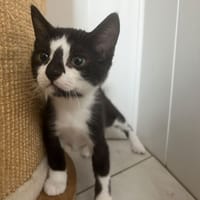 Bingo, chat à adopter