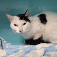 BABOUCHE, chatte à adopter