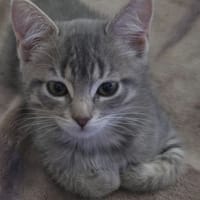 SAKURA, chatte à adopter