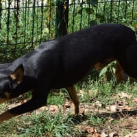 ODIN, chien à adopter