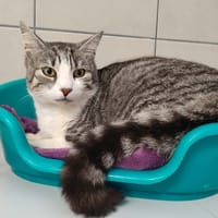 CANARI QCT, chat à adopter