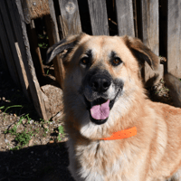 Rackam, chien à adopter