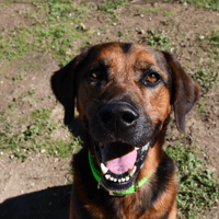 Django, chien à adopter