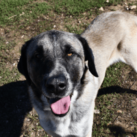 LOMY, chien à adopter