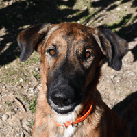 Kymbo, chien à adopter