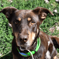 AVA (En cours d'adoption), chienne à adopter
