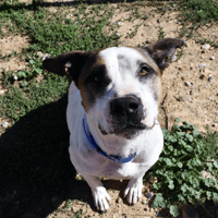 Dogi, chien à adopter