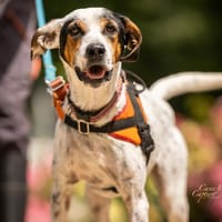 ORYA, chienne à adopter