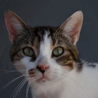 Titi, chat à adopter