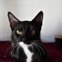 Blacky (en cours d'adoption), chat à adopter