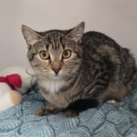 POPPY, chatte à adopter