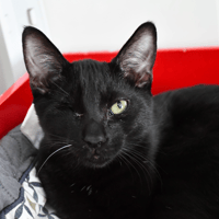 SAM, chat à adopter
