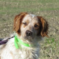 REEF, chien à adopter