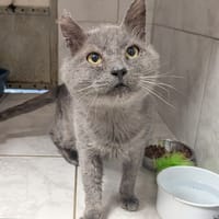 POTICHAT, chat à adopter
