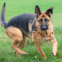 COOPER, chien à adopter