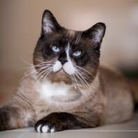 RUFIO, chat à adopter