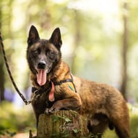 OZUNO, chien à adopter