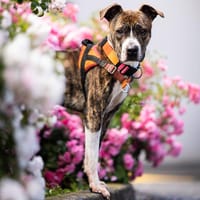 PABLO, chien à adopter
