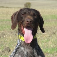 VOLT, chien à adopter