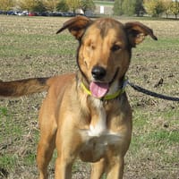 MAUGREY, chien à adopter