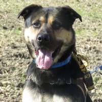 LARTIST, chien à adopter