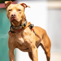 GHOST, chien à adopter